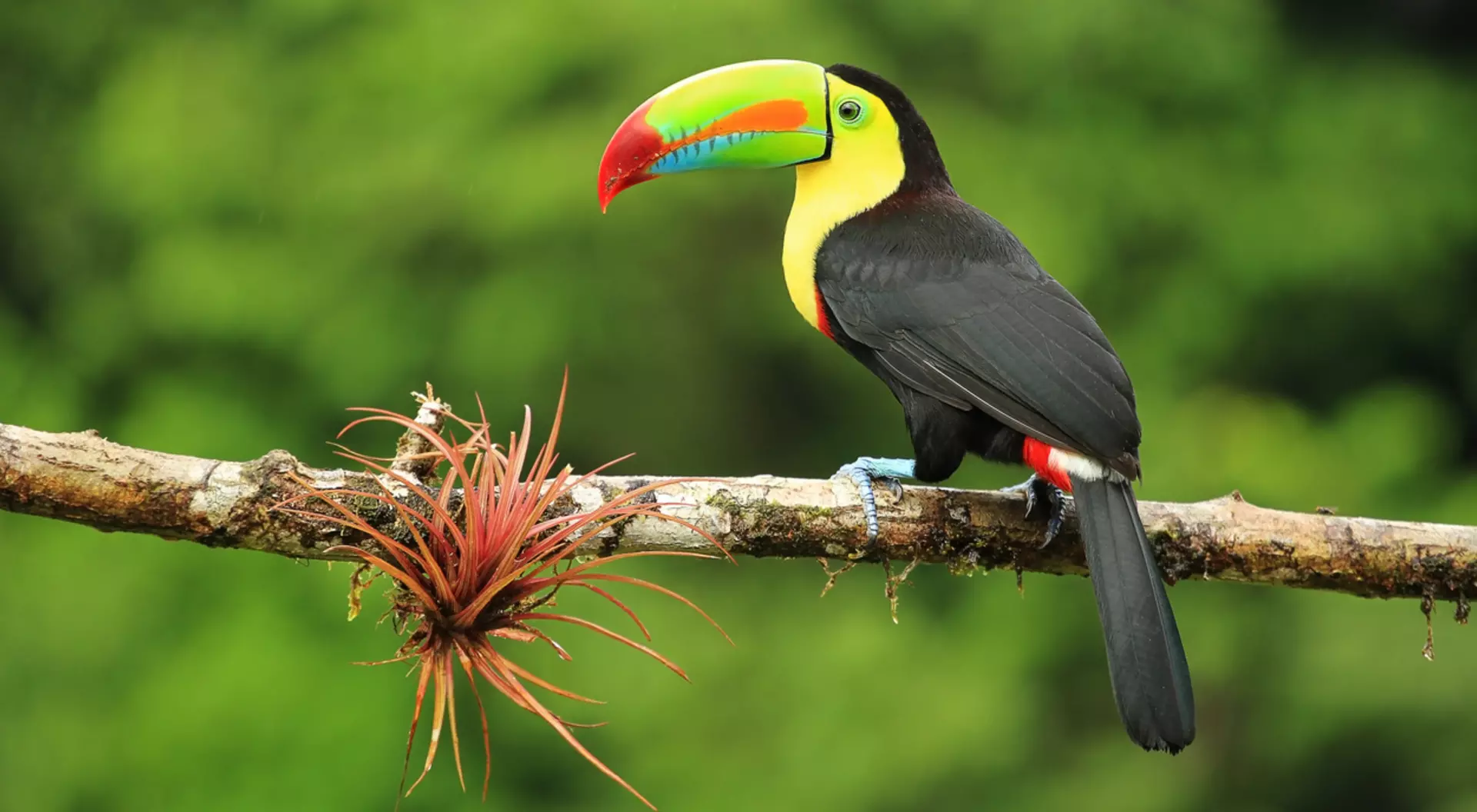 Keel-billed toucan Keel-billed toucan