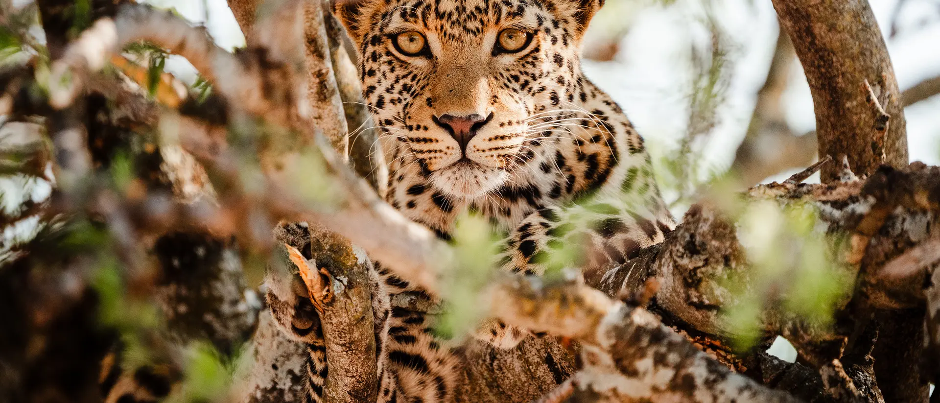 Chobe National Park Chobe National Park
