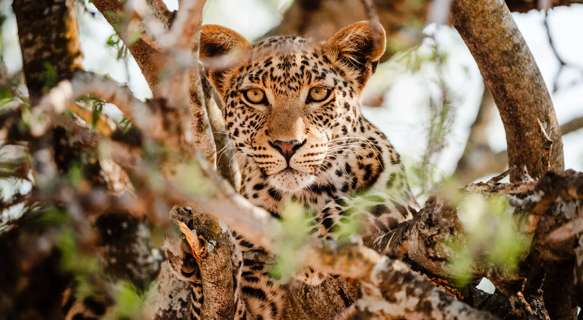 Chobe National Park