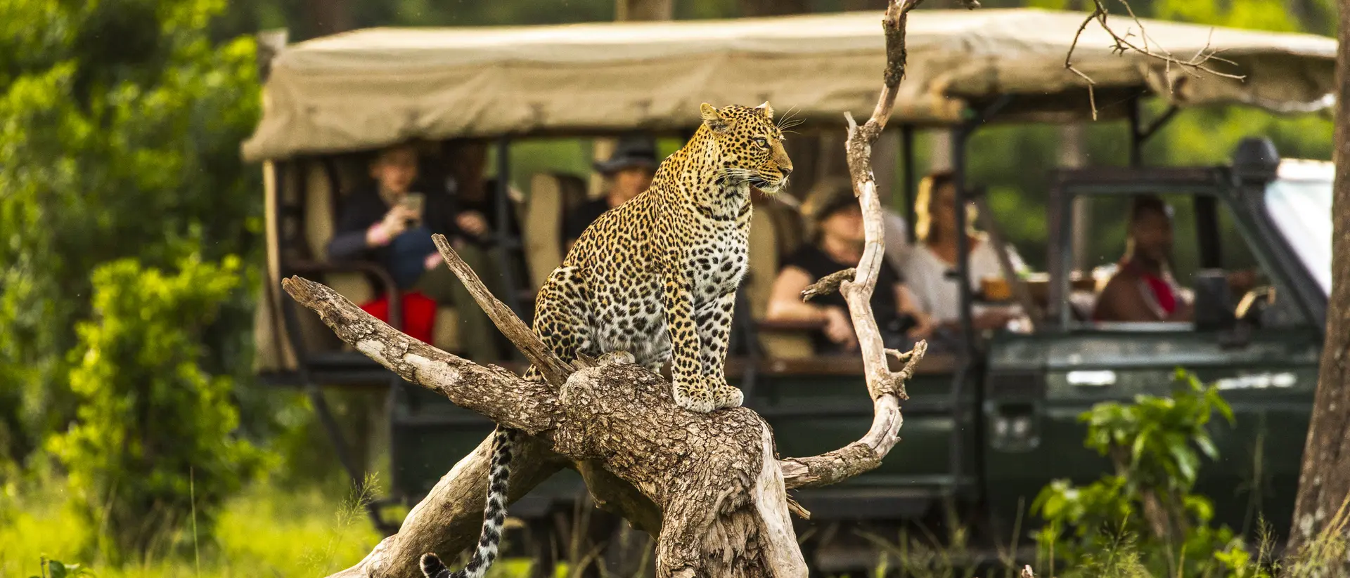 Leopard, Masai Mara Leopard, Masai Mara