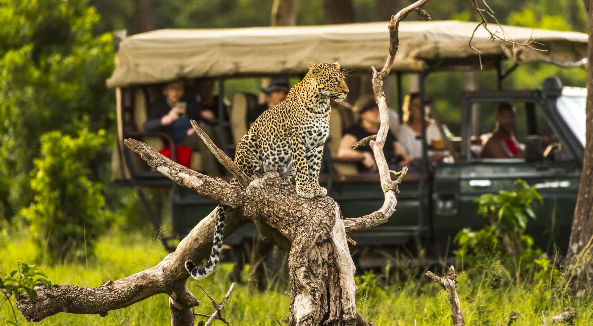 Leopard, Masai Mara