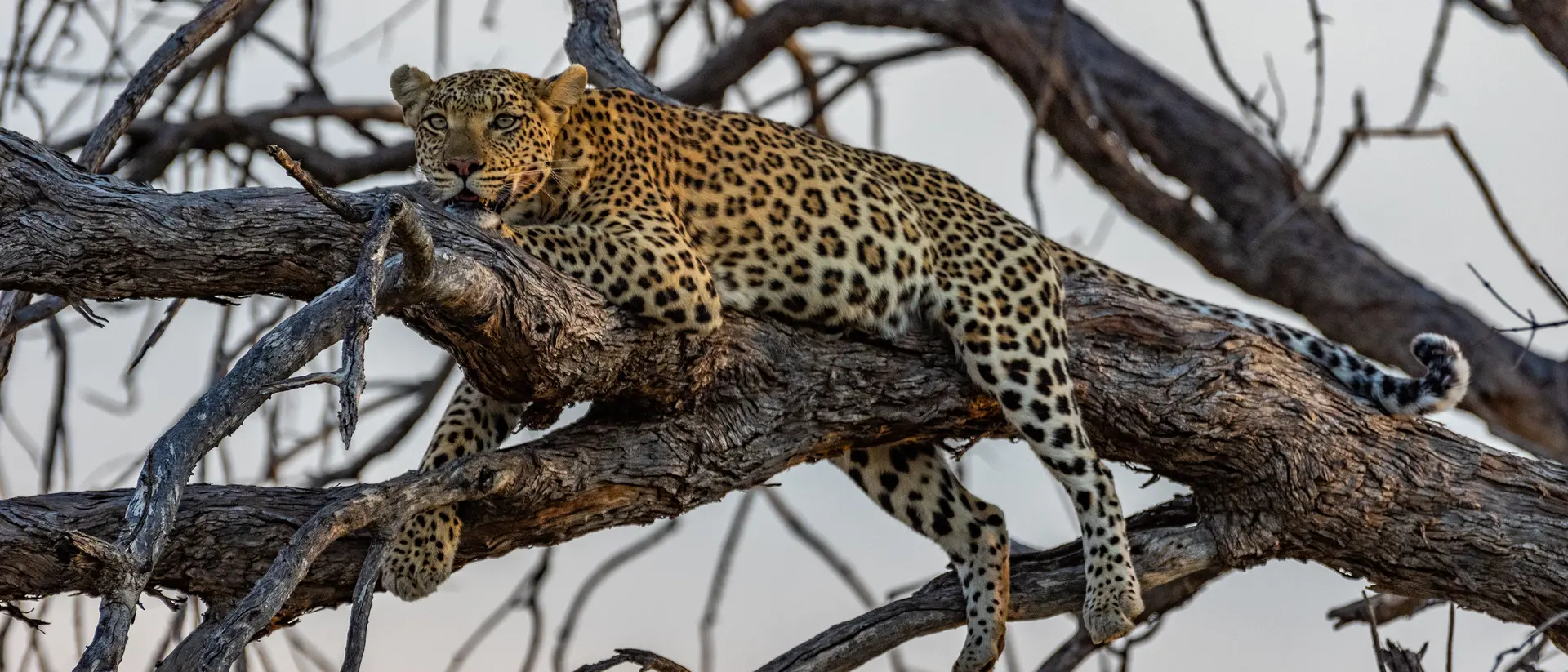 Moremi Game Reserve Moremi Game Reserve