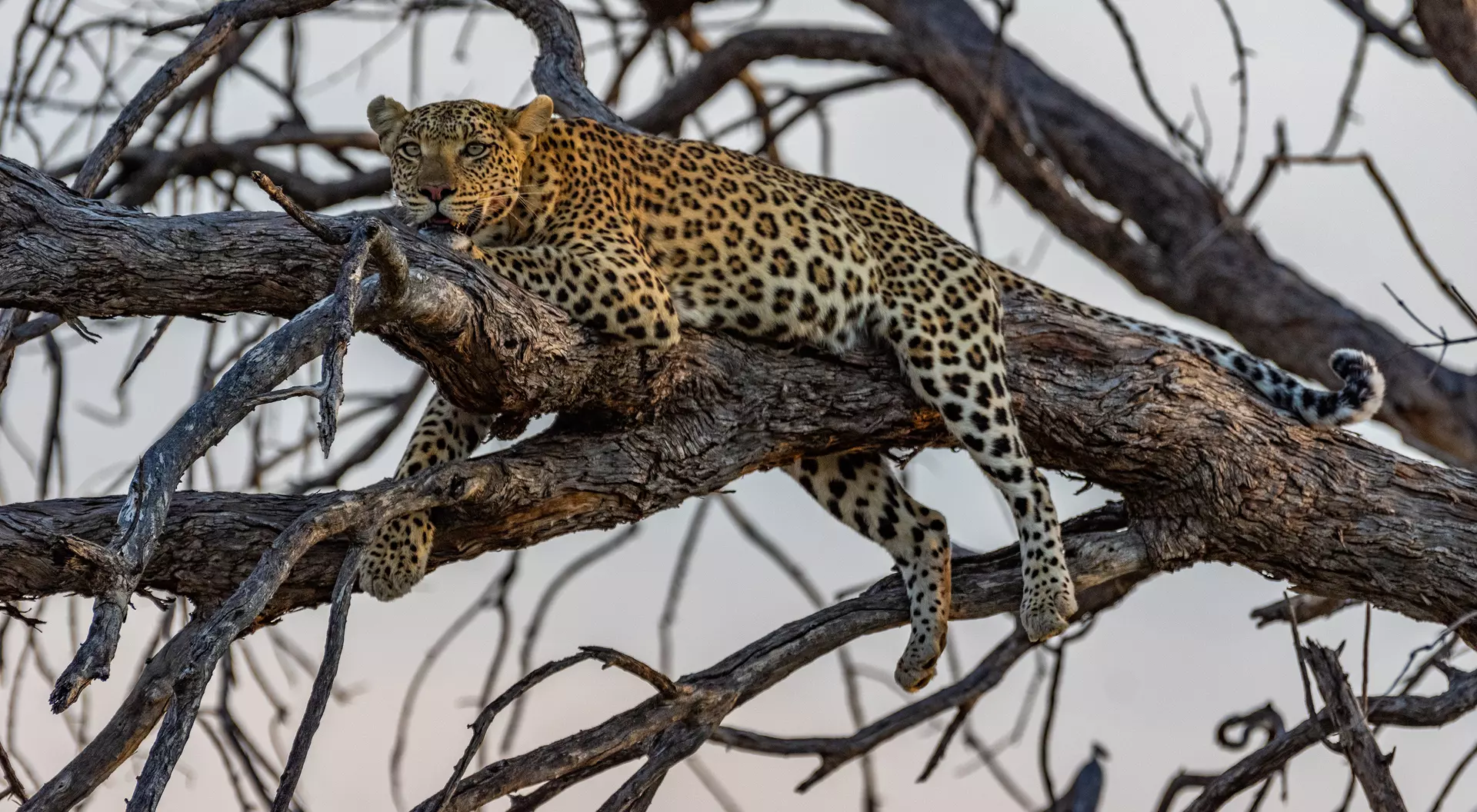 Moremi Game Reserve Moremi Game Reserve