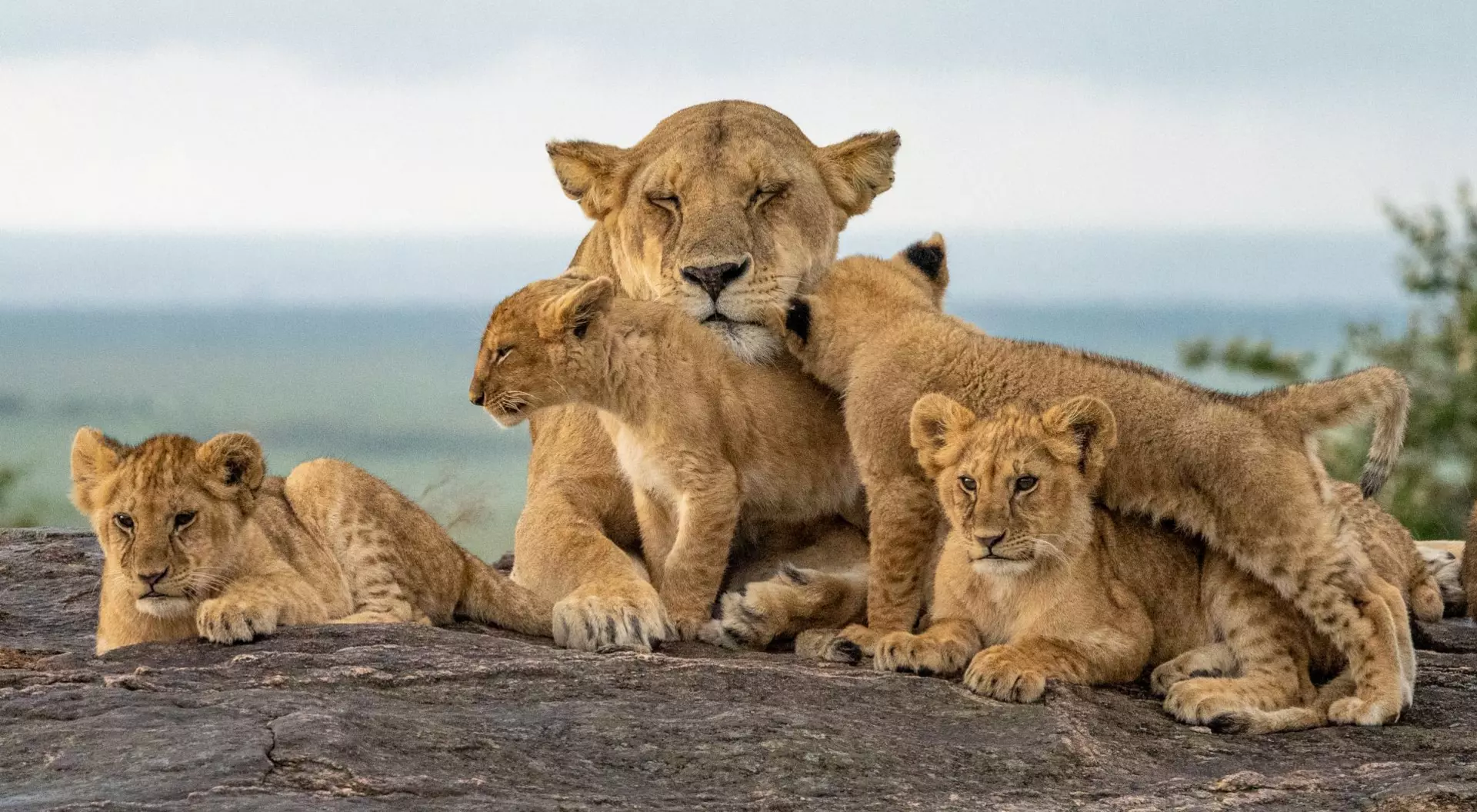 Lion Pride, Masai Mara National Park, Kenya