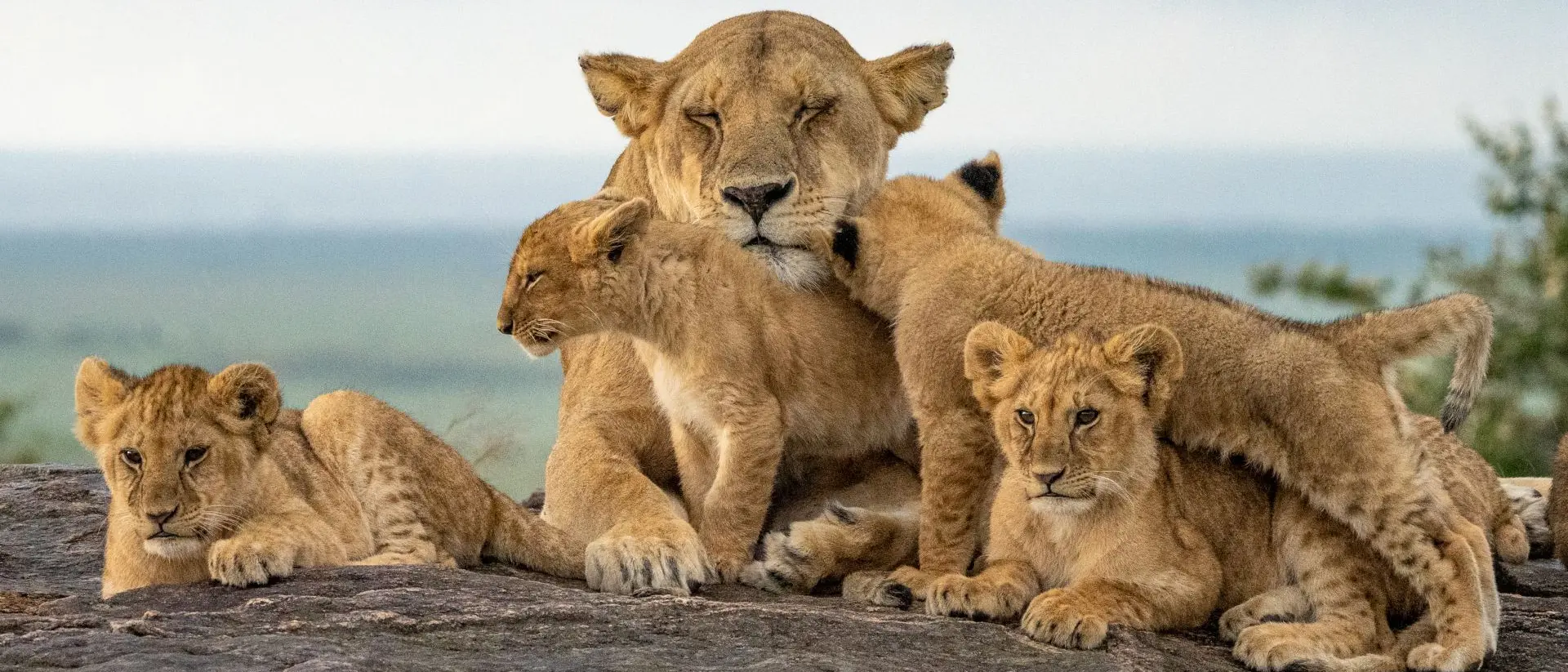 Masai Mara National Reserve Lion Pride, Masai Mara National Park, Kenya