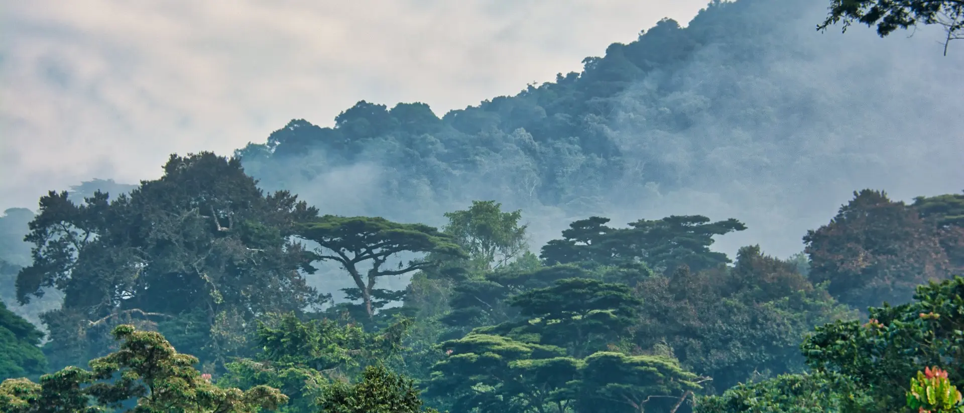 Bwindi Impenetrable Forest Lush green canopy surrounded by morning mist