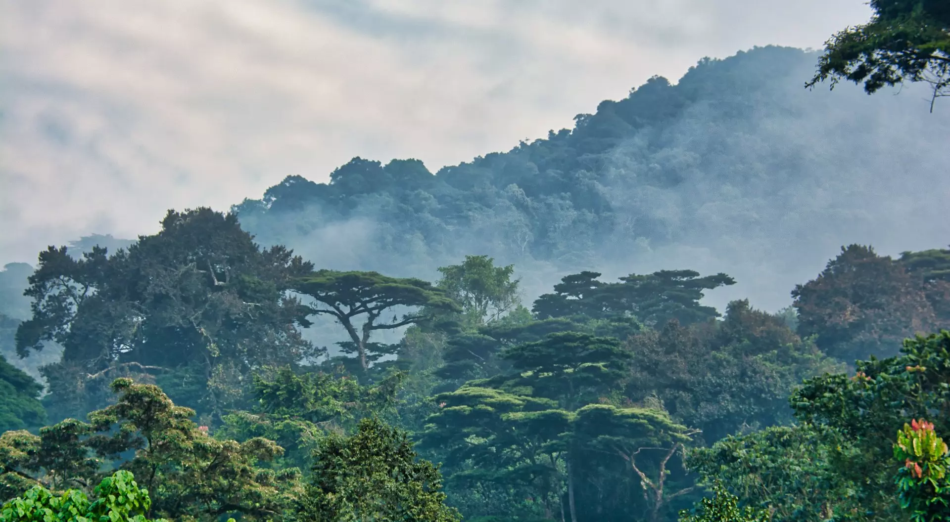 Bwindi Impenetrable Forest Lush green canopy surrounded by morning mist