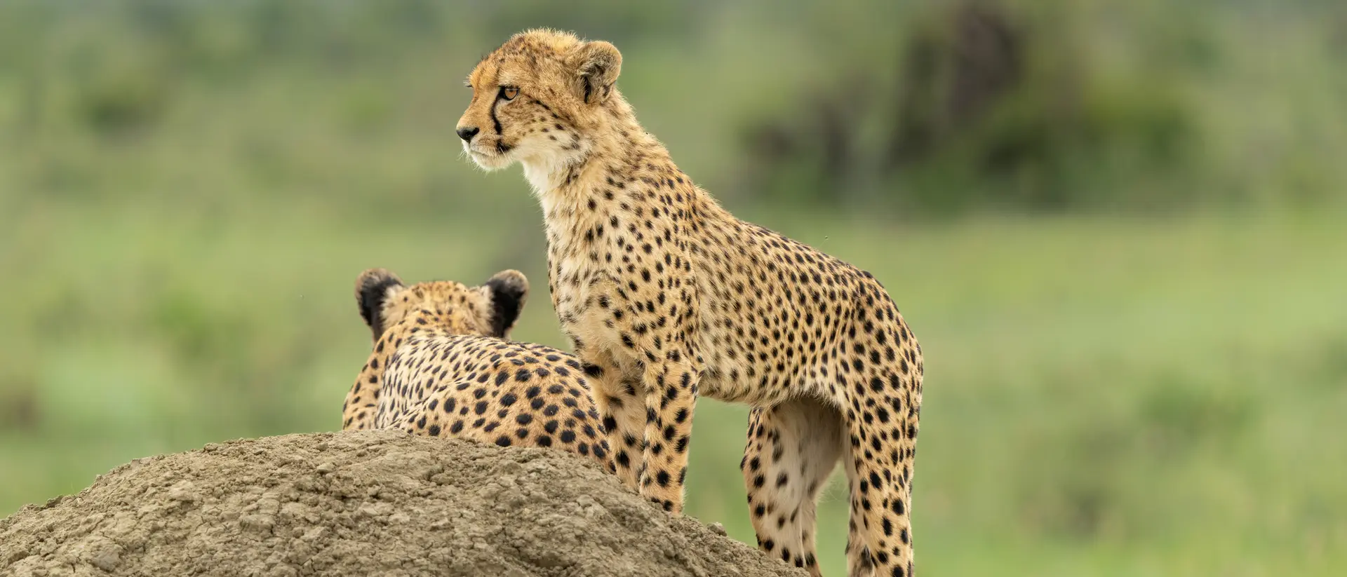 Madikwe Game Reserve