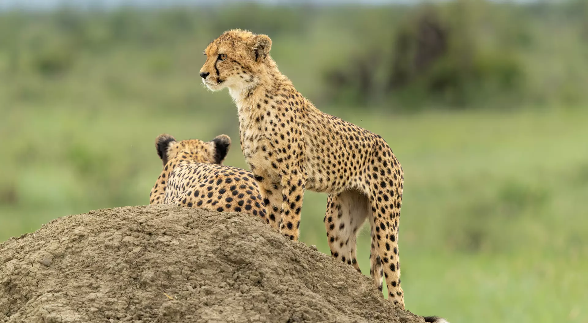 Madikwe Game Reserve