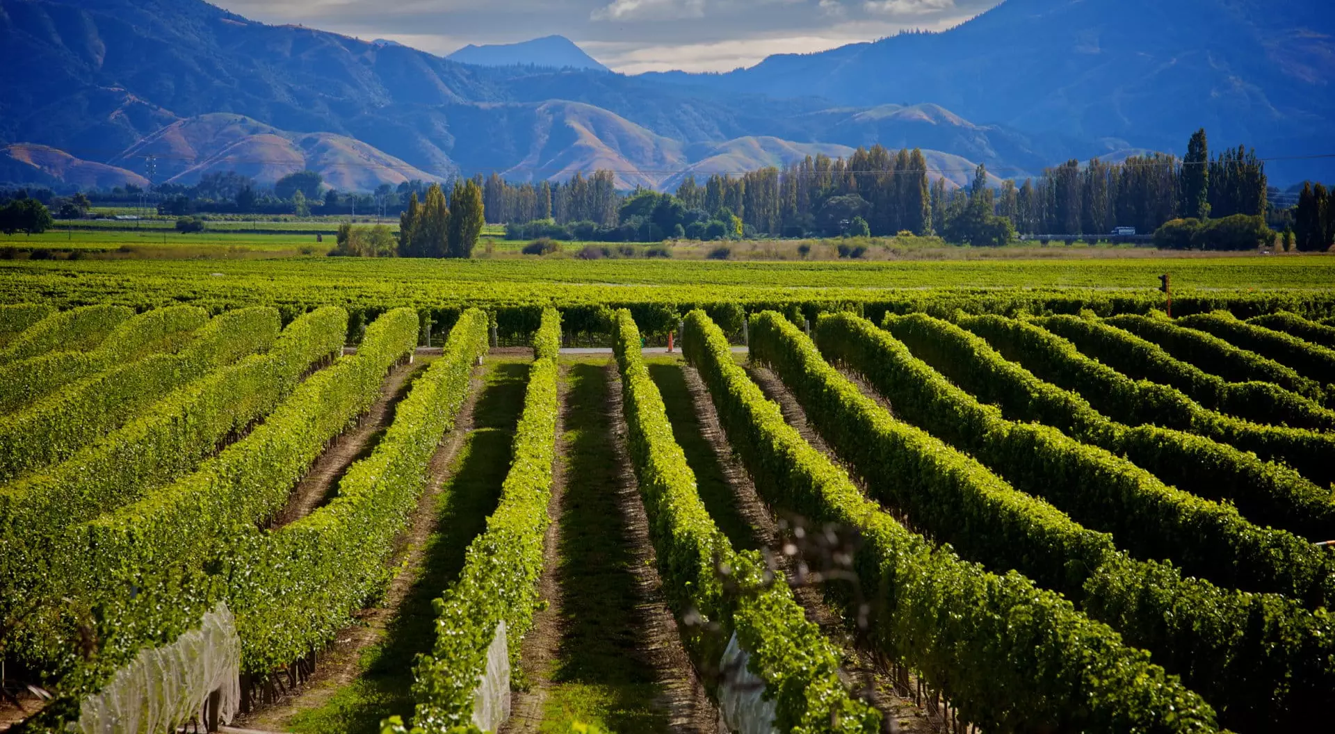 Wither Hills Marlborough Wine Crop in New Zealand