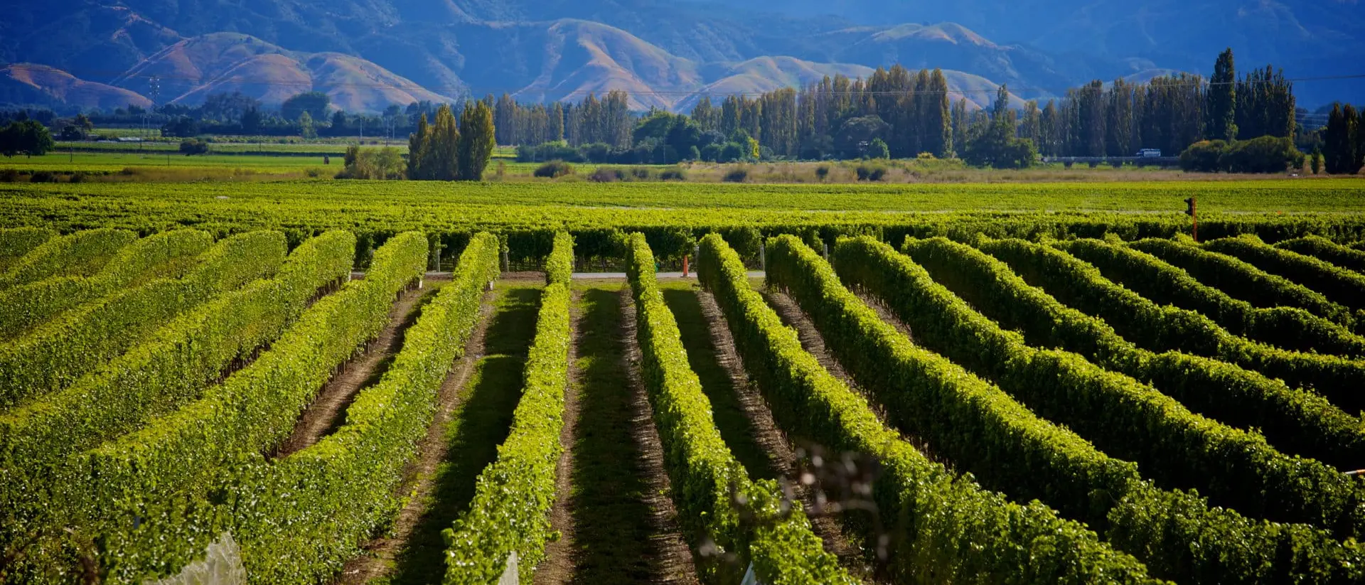 Marlborough Wine Crop in New Zealand
