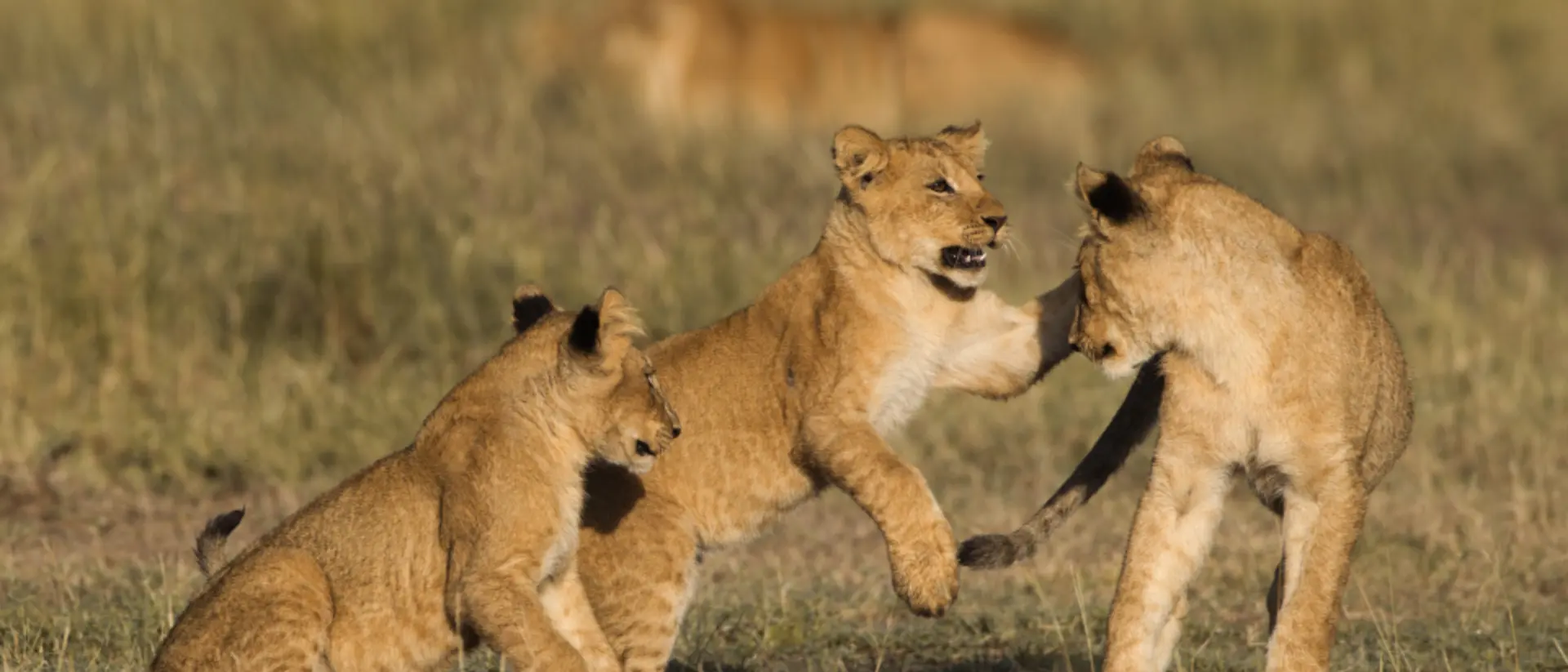 Masai Mara National Reserve in Kenya
