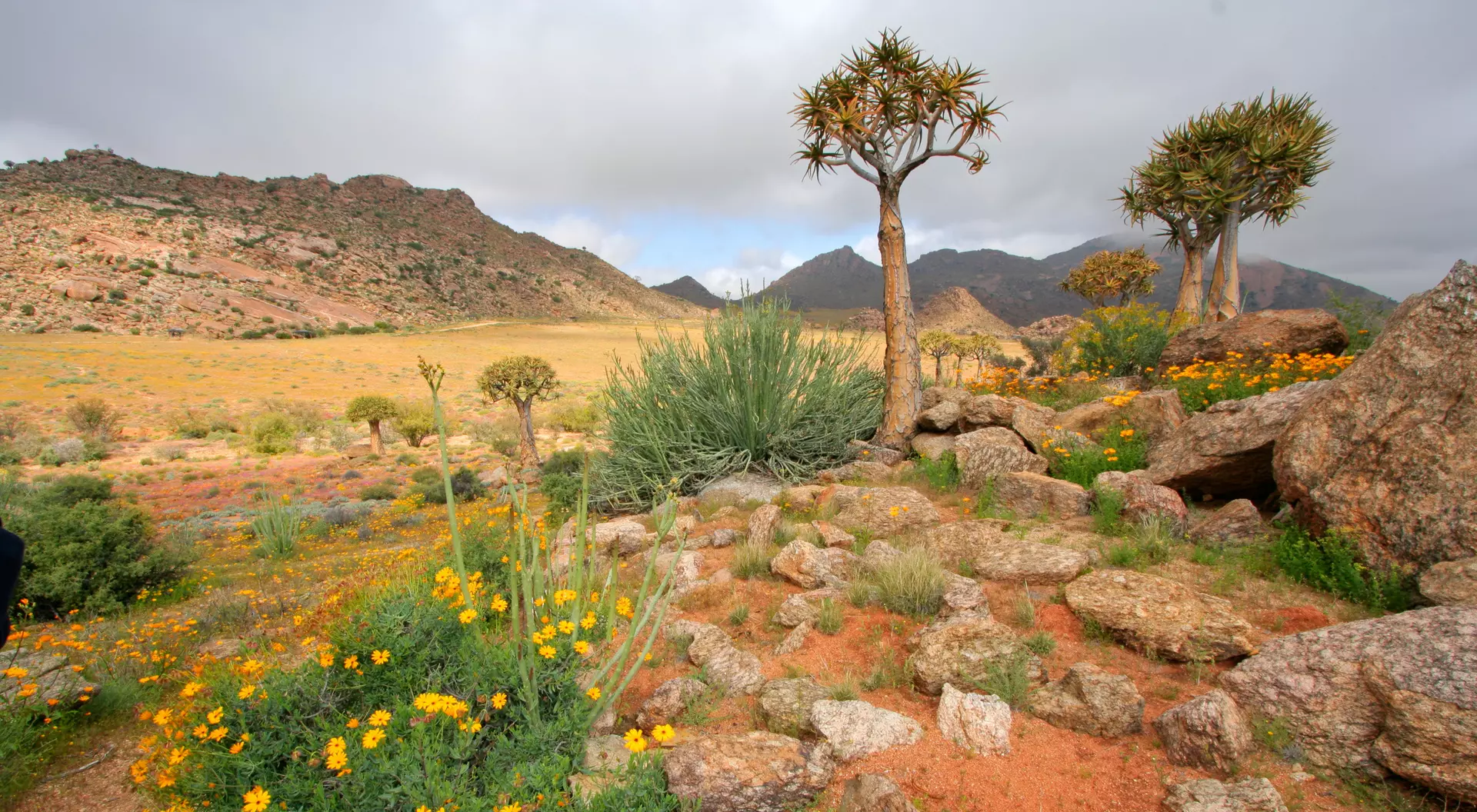 Namaqualand