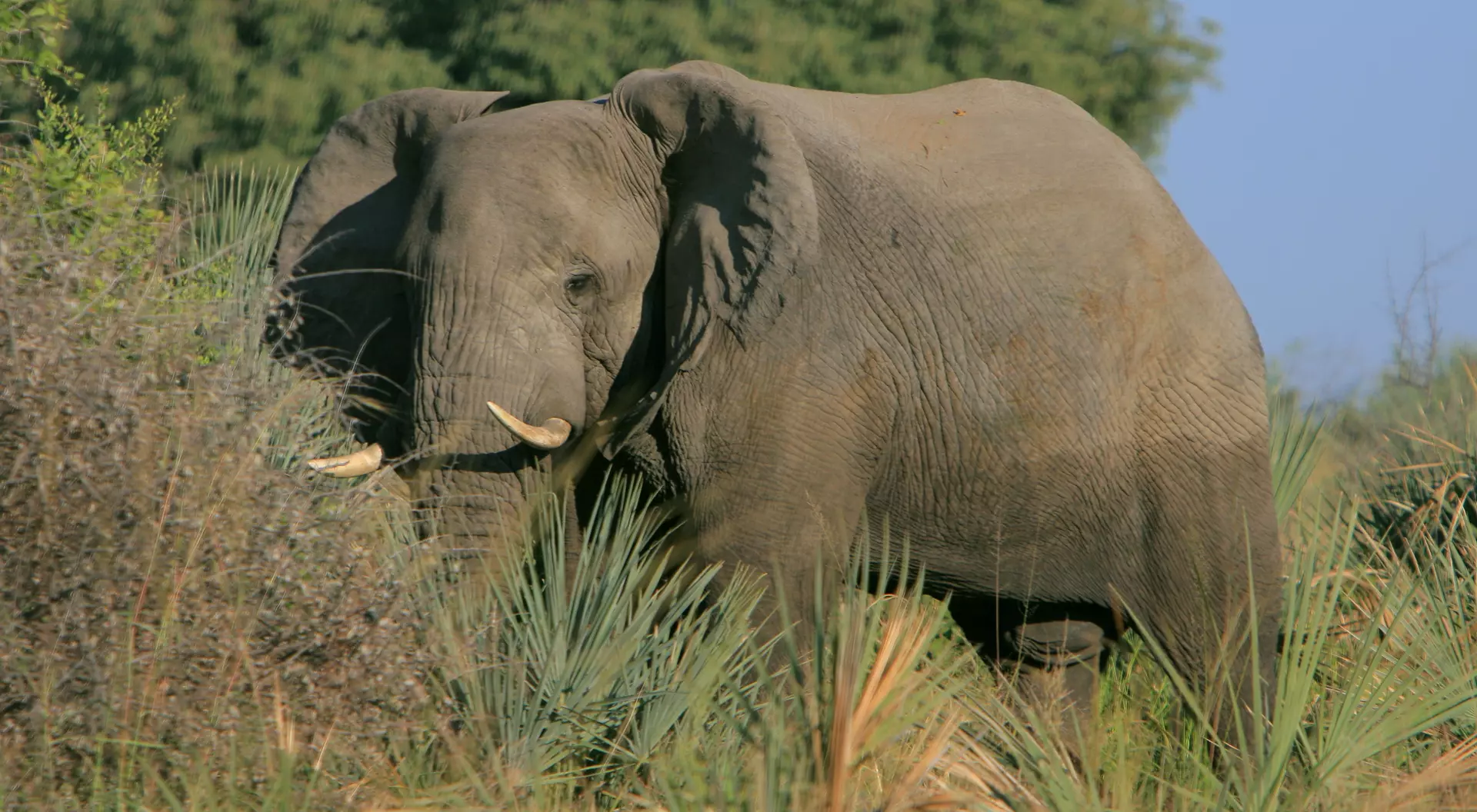 Okavango Delta Okavango Delta