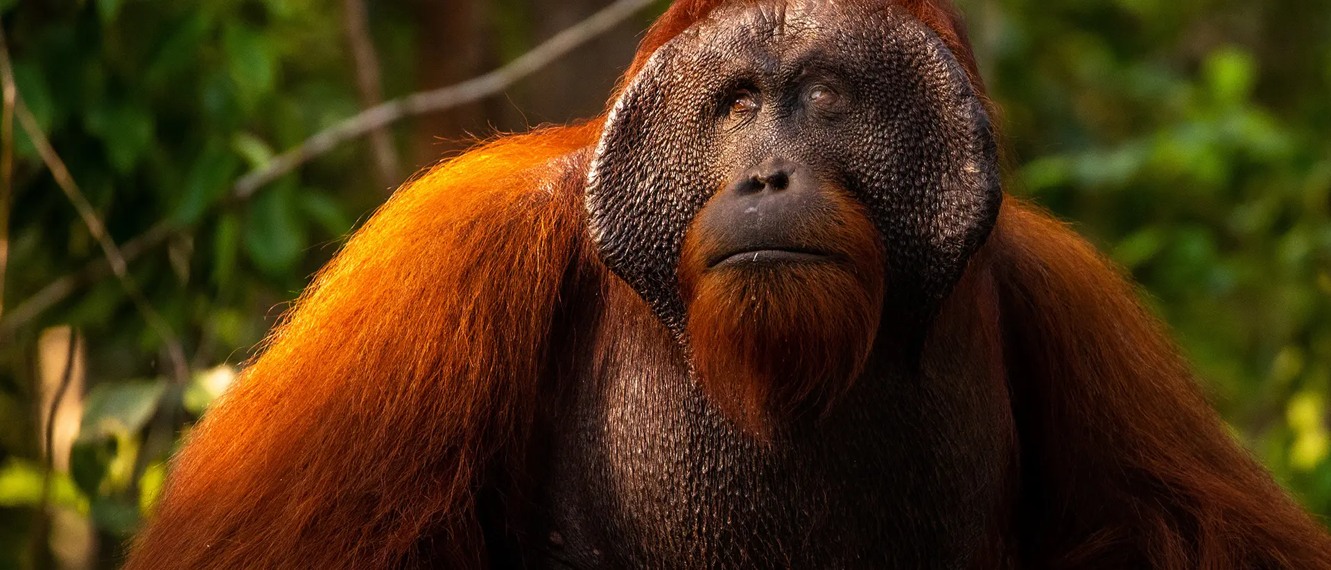 Alpha Male Orangutan Alpha Male Orangutan