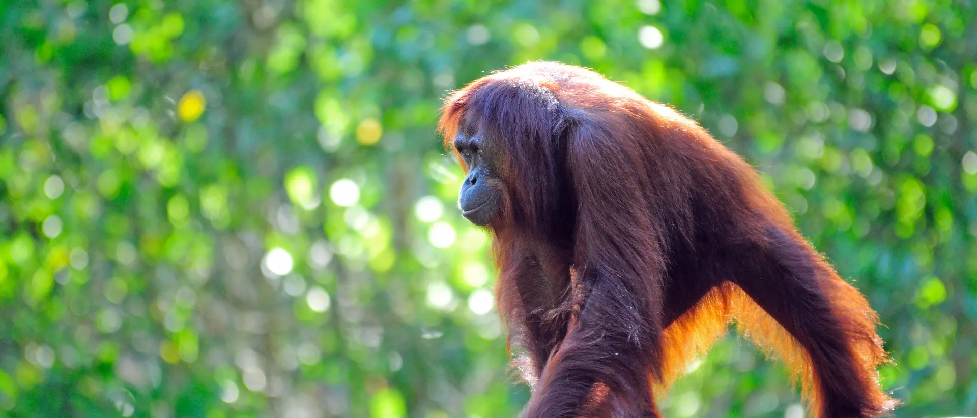 Orangutan, Sabah Borneo, Malaysia