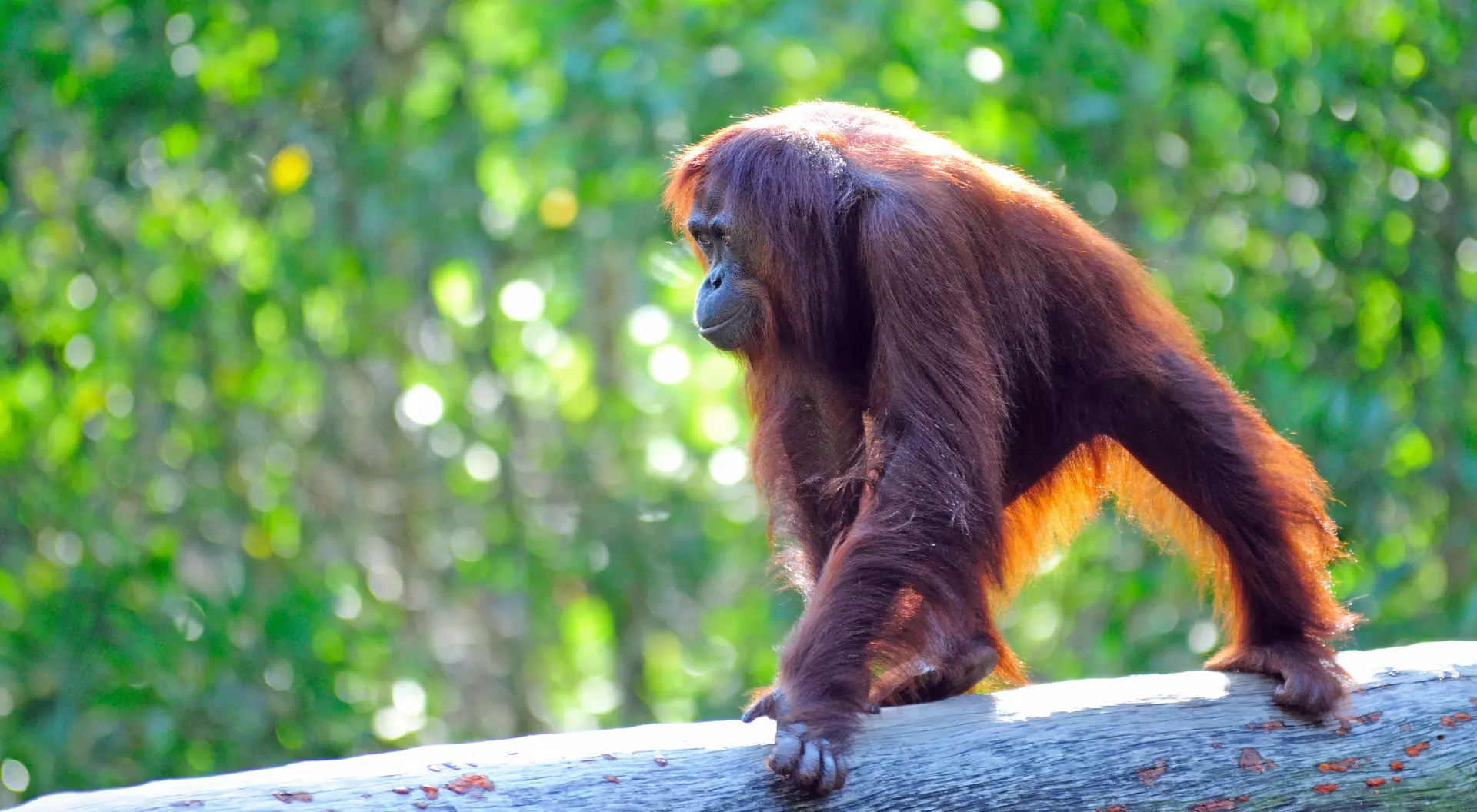 Orangutan, Sabah Borneo, Malaysia Orangutan, Sabah Borneo, Malaysia