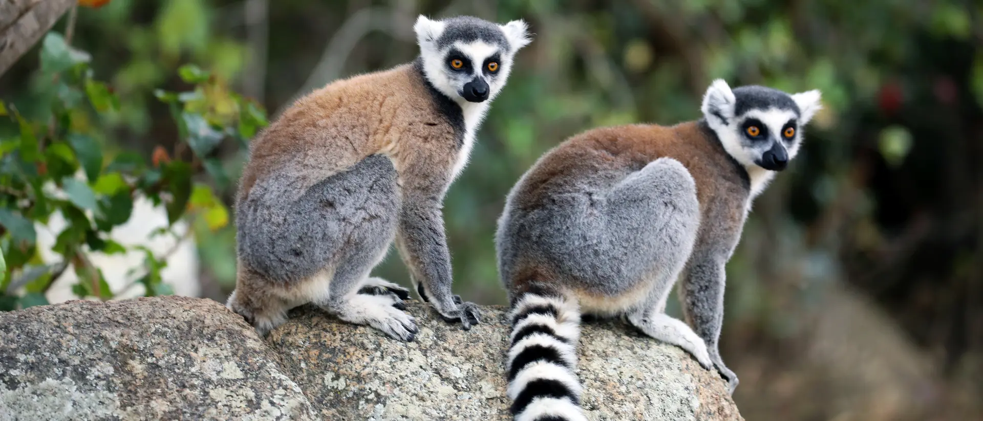 Isalo National Park, Madagascar Ring-Tailed Lemurs, Madagascar