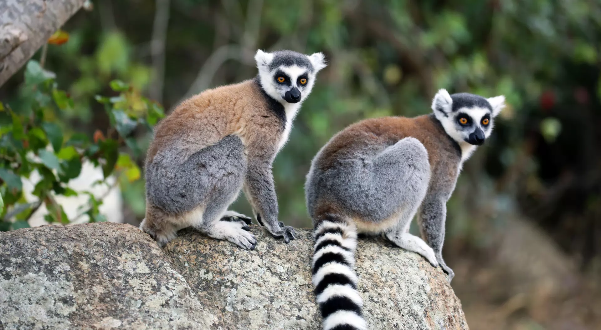 Isalo National Park, Madagascar Ring-Tailed Lemurs, Madagascar