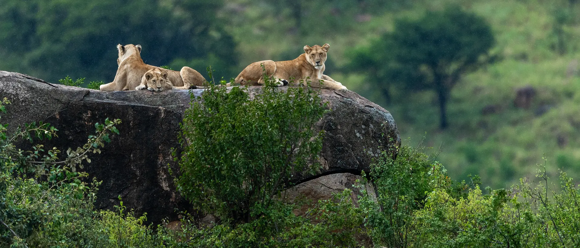 Serengeti National Park Serengeti National Park