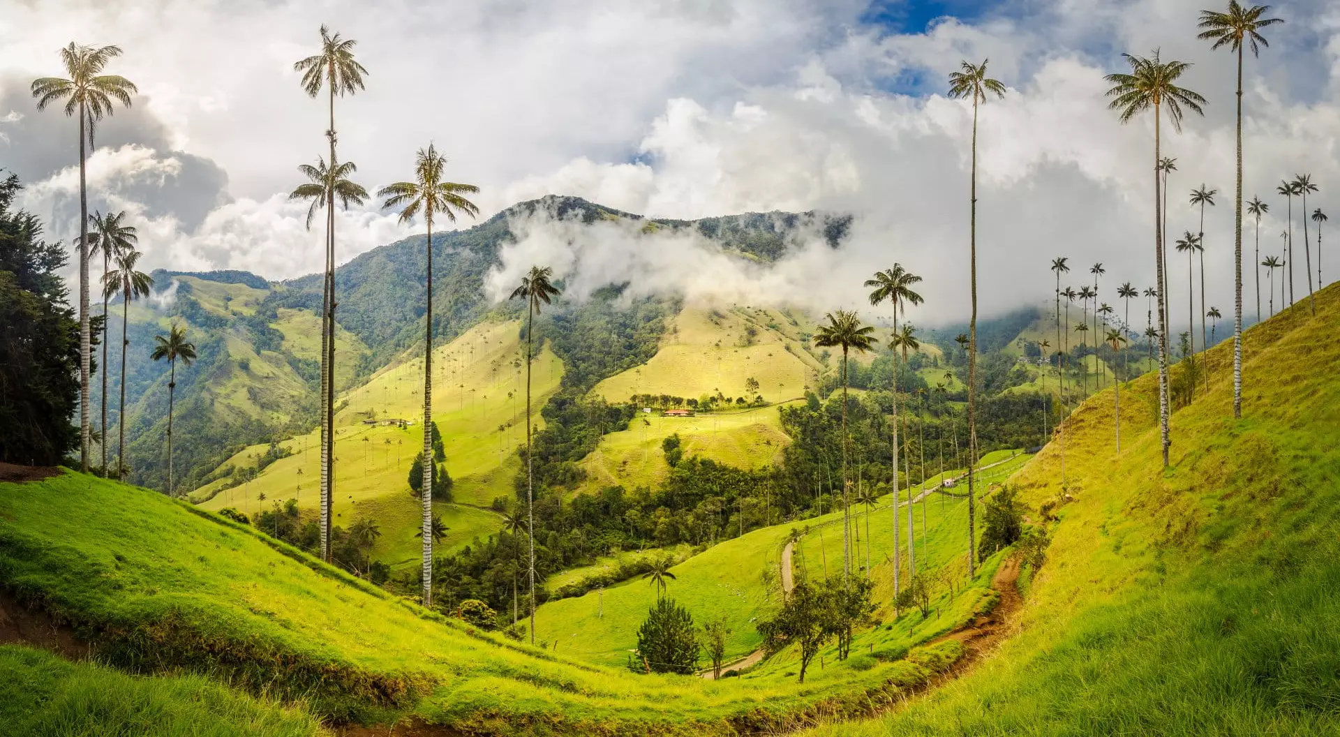 Cocora Valley, Colombia South America