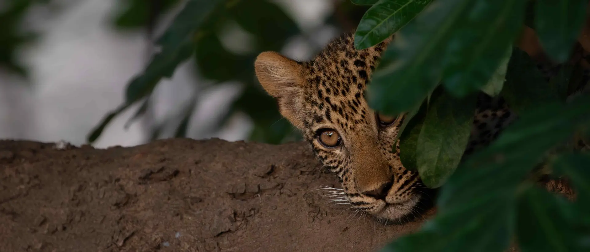 South Luangwa National Park