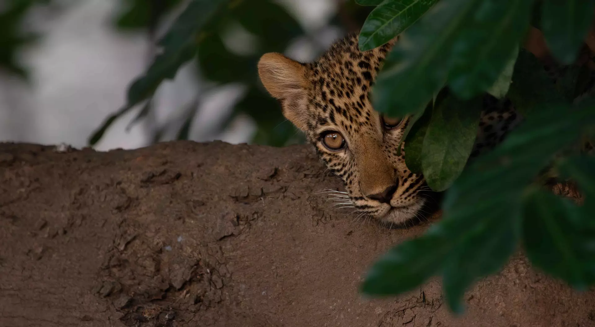 South Luangwa National Park