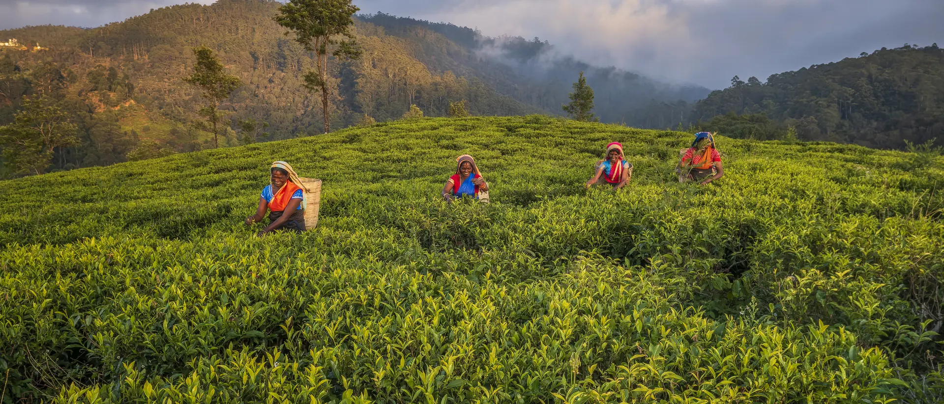 Tamil women plucking tea leaves Tamil women plucking tea leaves