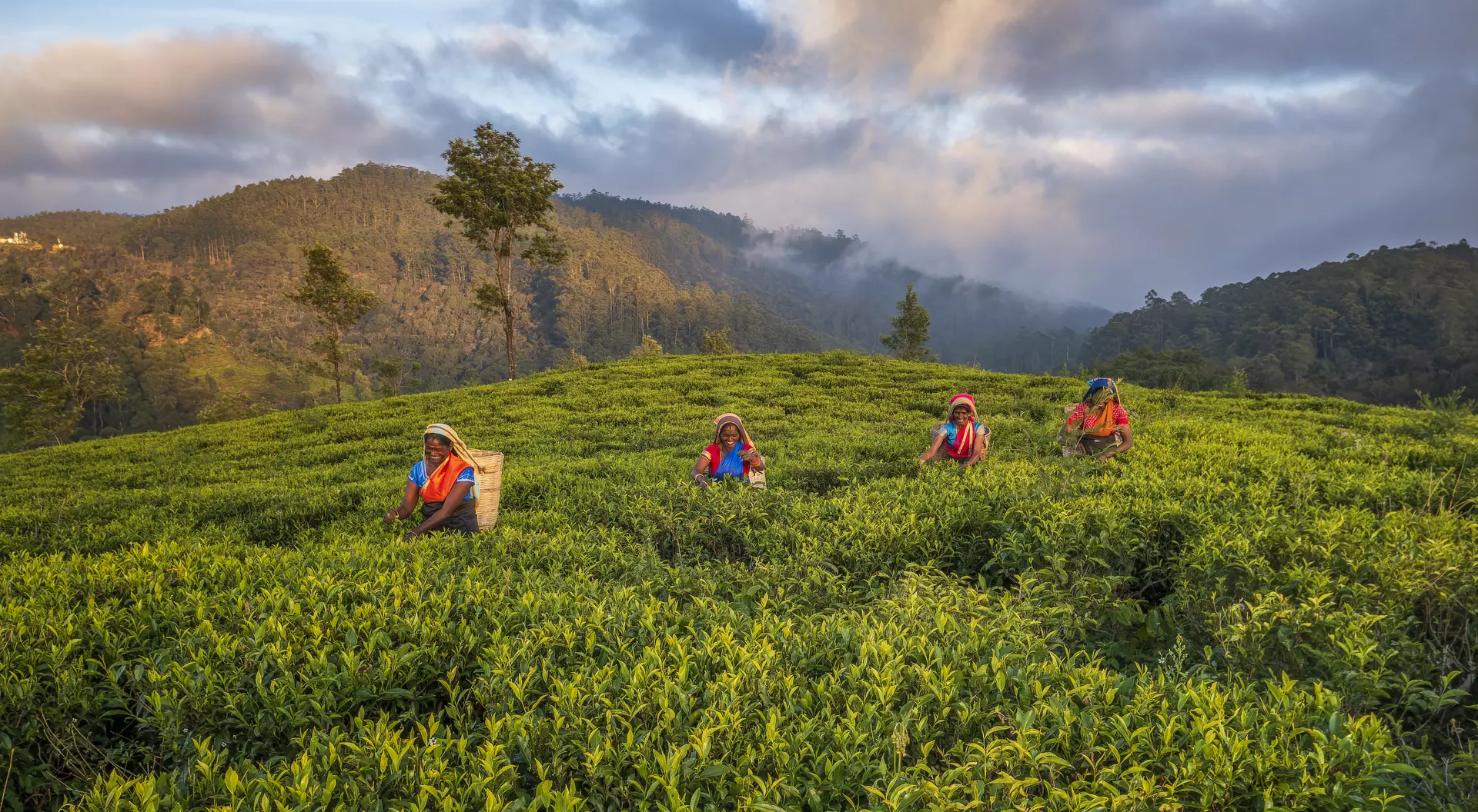 Tamil women plucking tea leaves