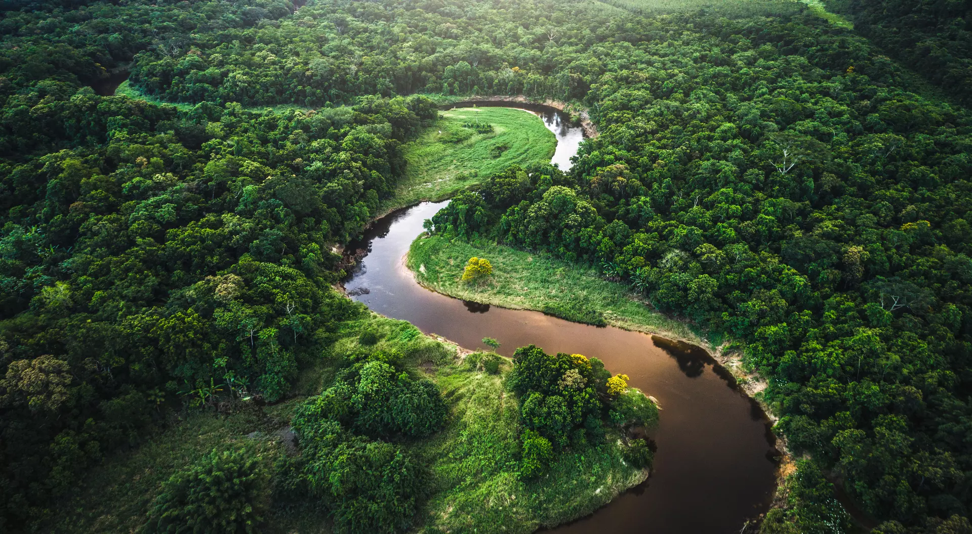 The Amazon