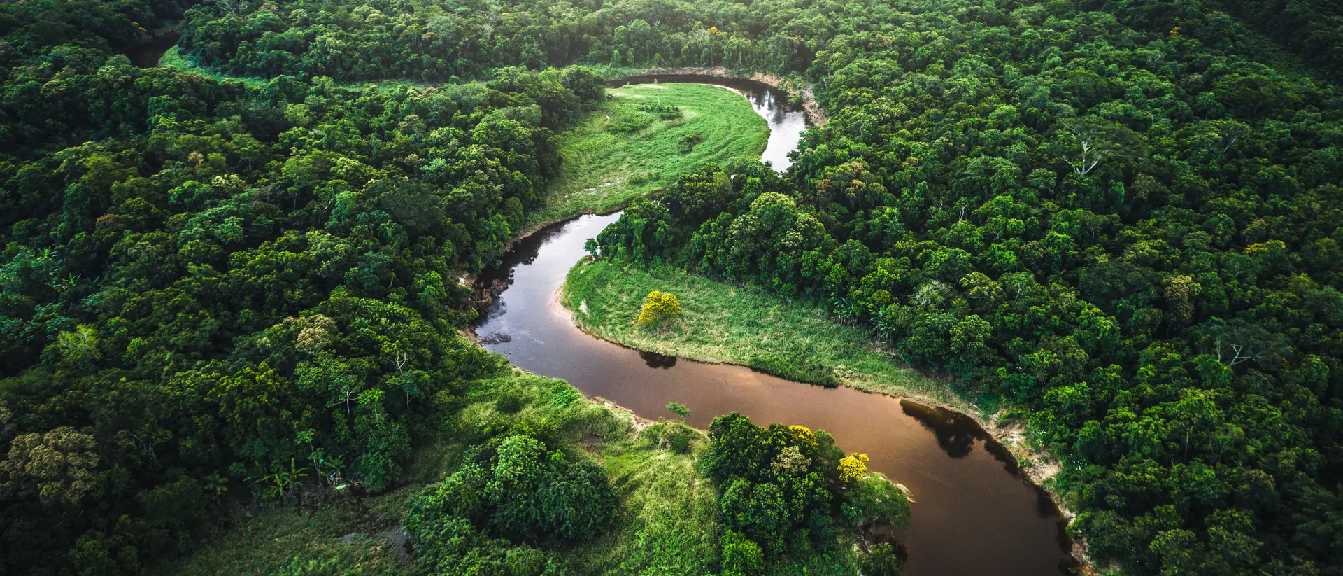The Amazon