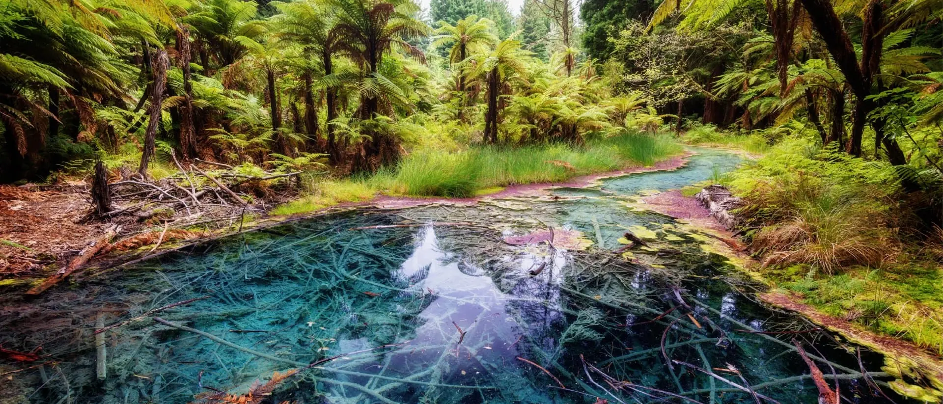 Redwoods Whakarewarewa Reflection Pool The Redwoods Whakarewarewa Reflection Pool Forest Rotorua
