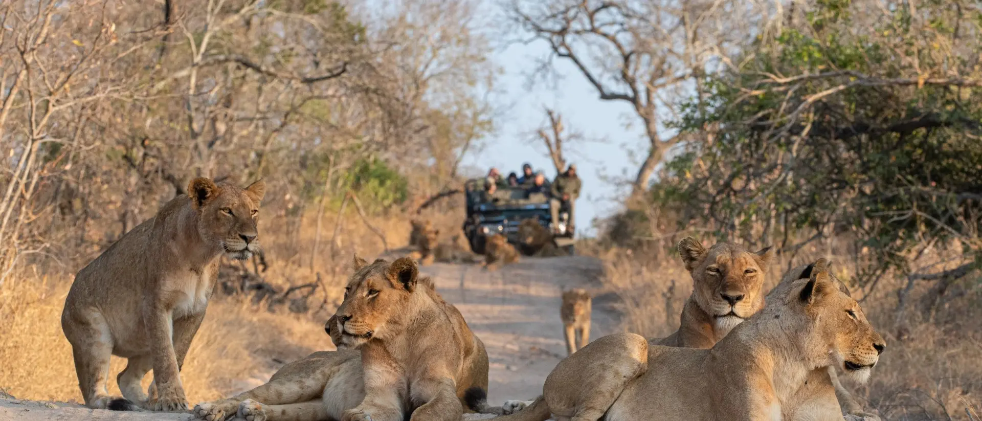 Kruger National Park Tourists on an open safari vehicle viewing lions on a Safari in South Africa