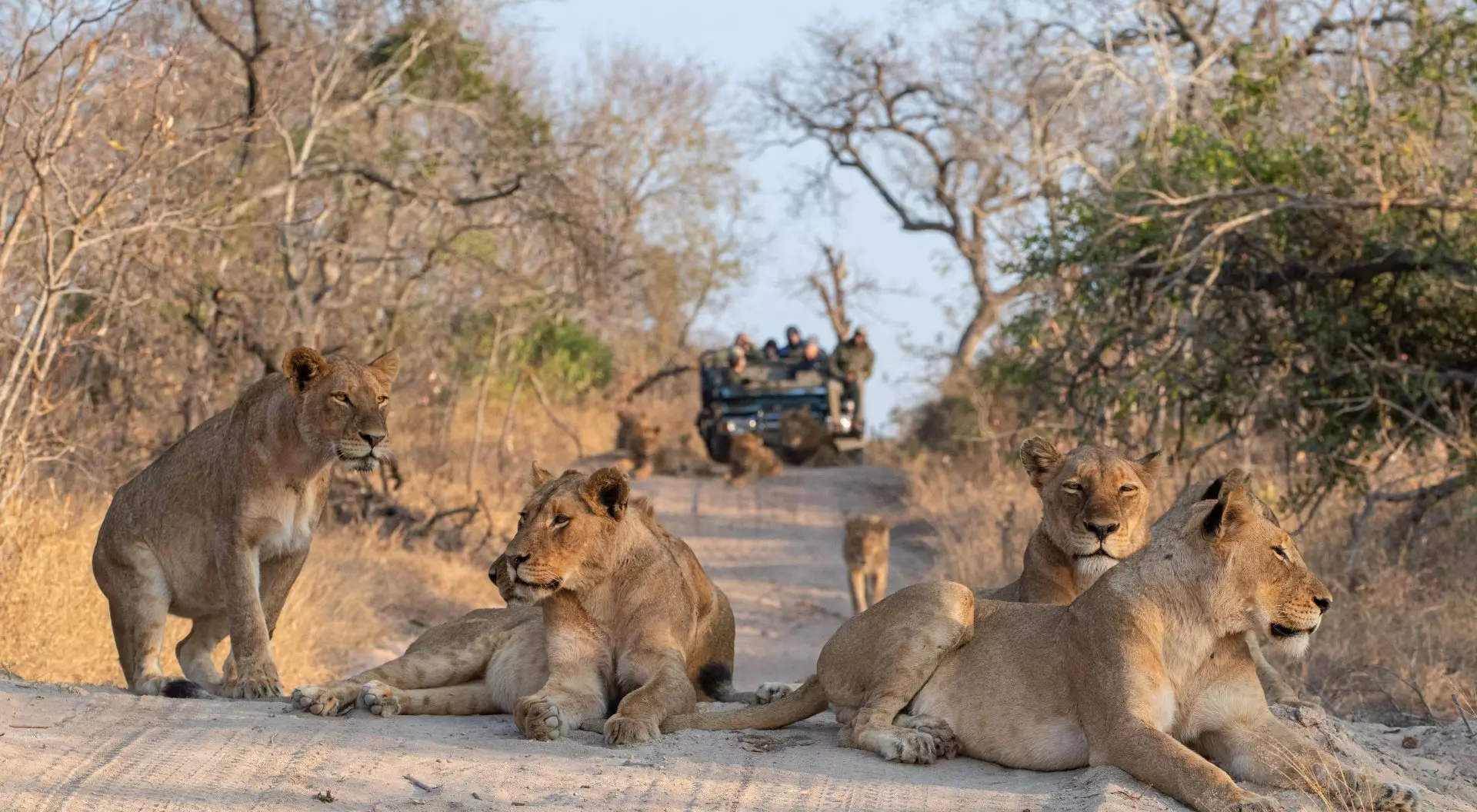 Kruger National Park Tourists on an open safari vehicle viewing lions on a Safari in South Africa