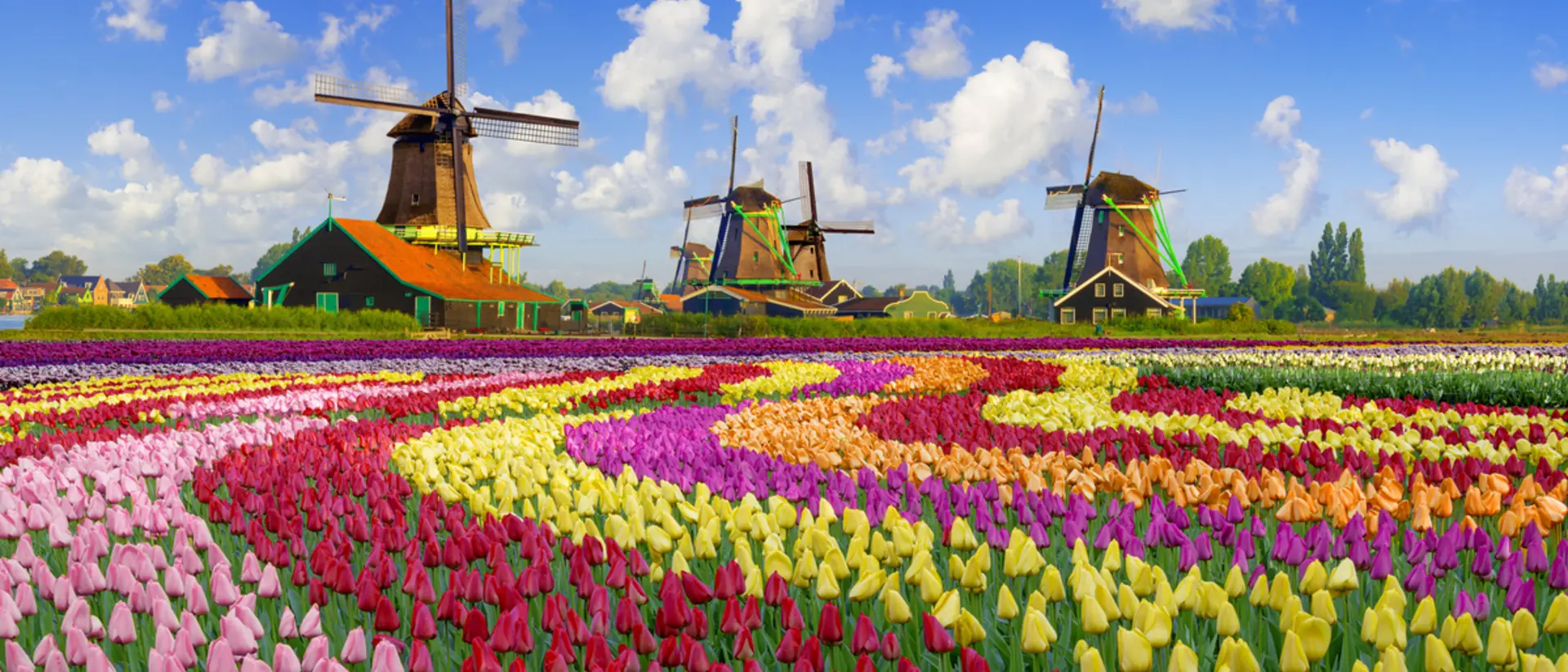 Tulips and Windmills Tulips and Windmills