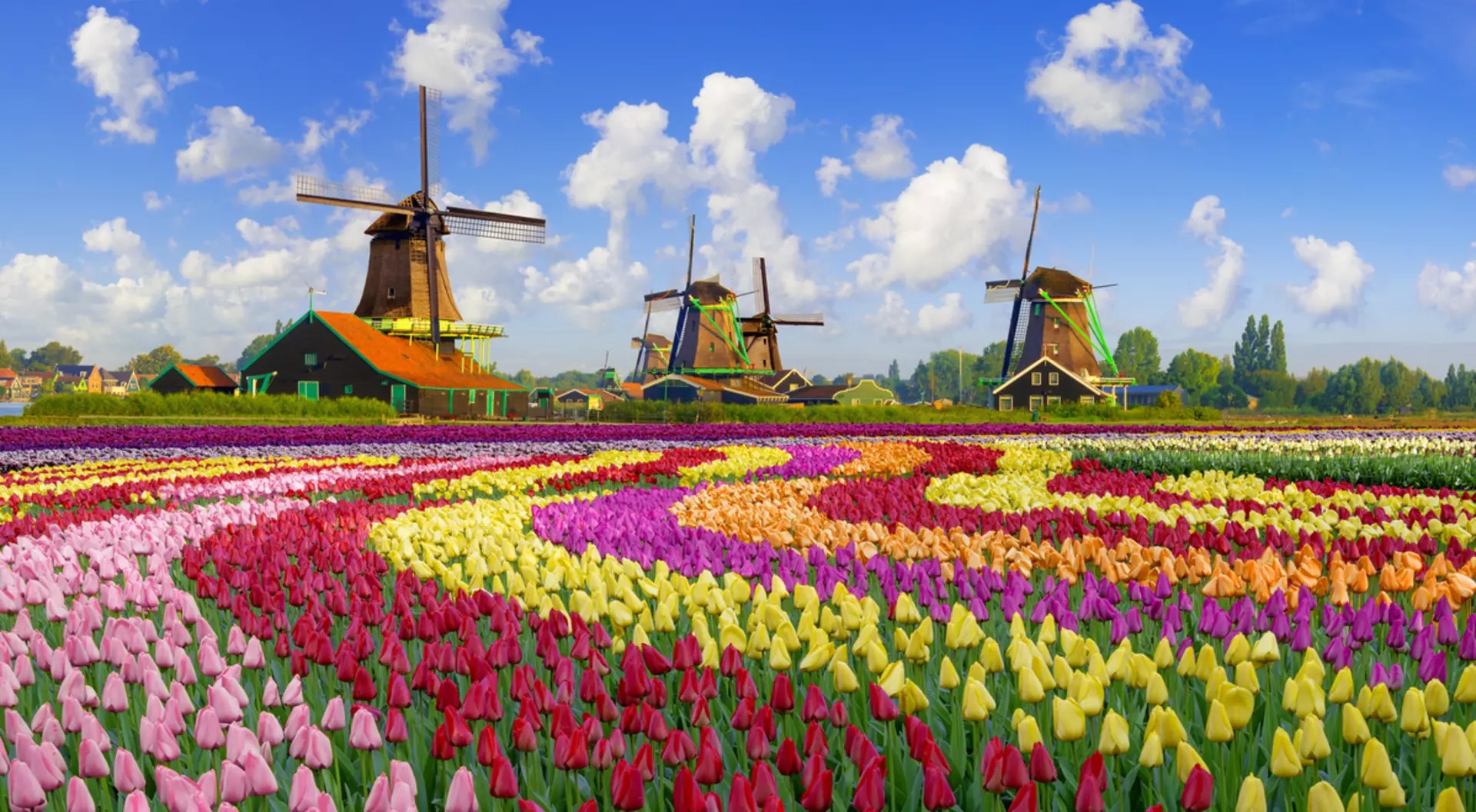 Tulips and Windmills Tulips and Windmills