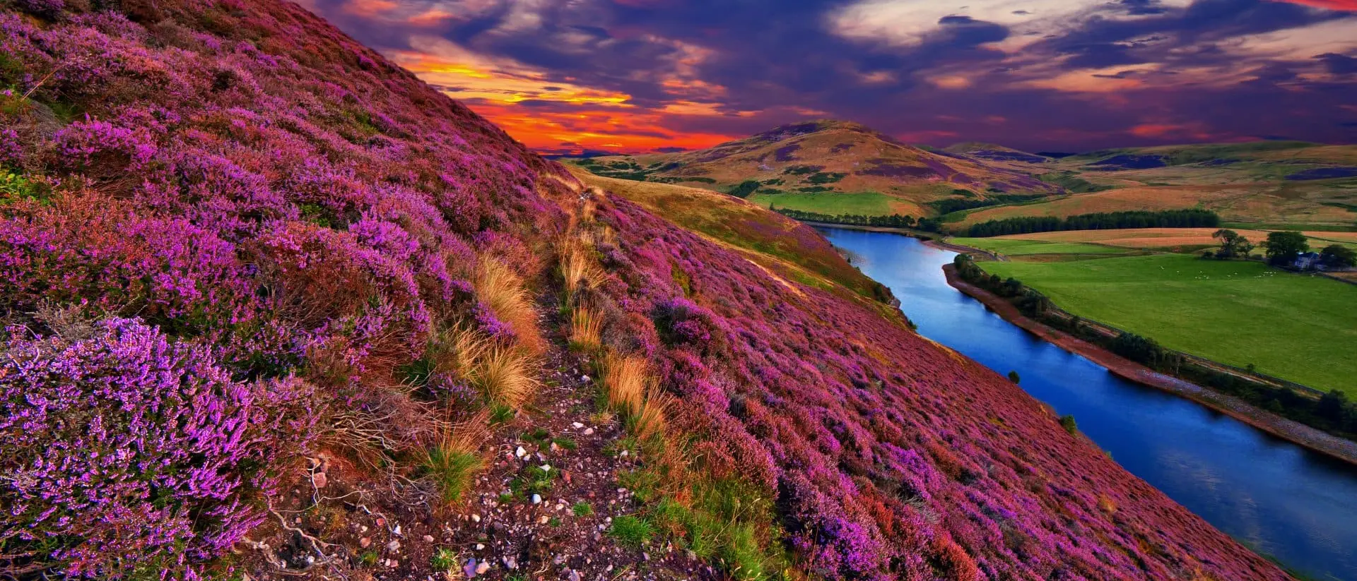 Vivid colorful landscape scenery with a footpath through the hill slope covered by violet heather flowers and green valley, river, mountains and cloudy blue sky on background