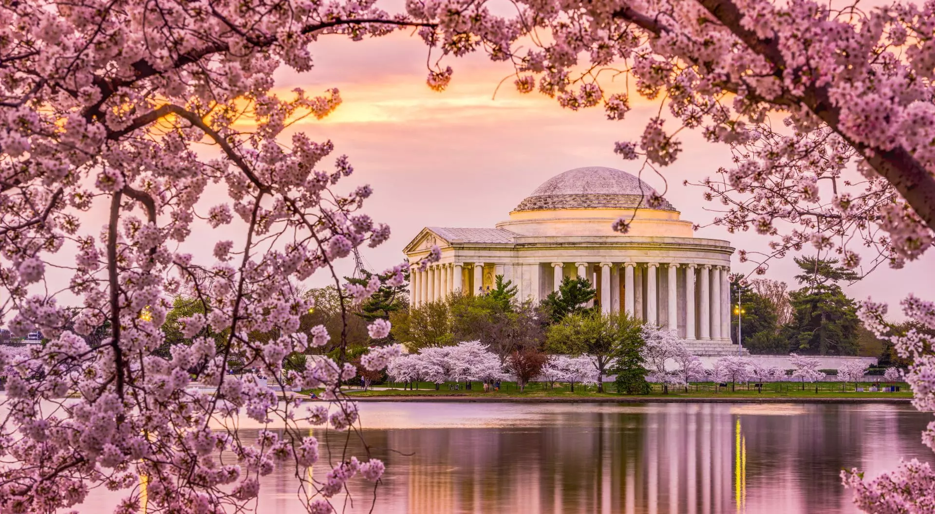 Washington, DC at the Tidal Basin and Jefferson Memorial during the spring cherry blossom season
