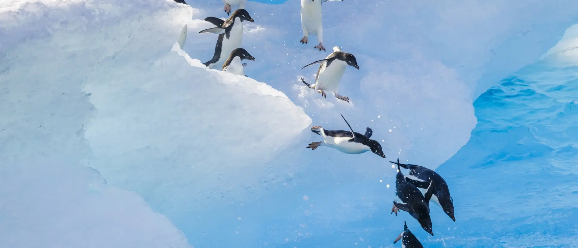 Adelie Penguin