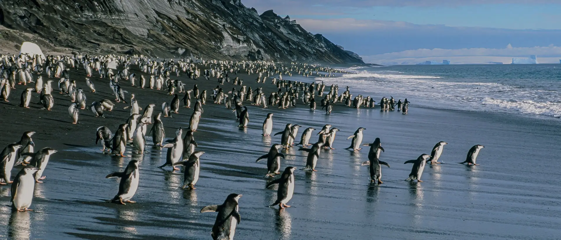 Deception Island A colony of chinstrap penguins on the beach of Deception Island in the South Shetlands