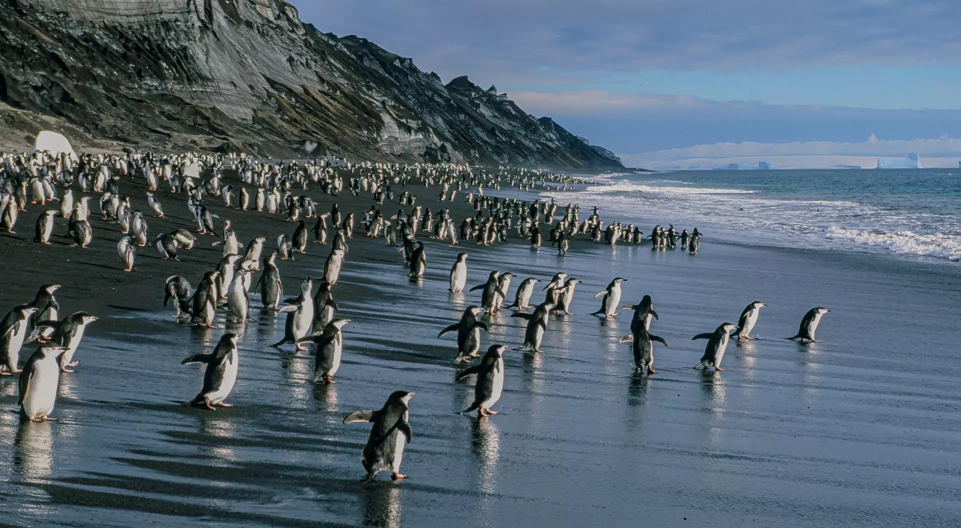 A colony of chinstrap penguins on the beach of Deception Island in the South Shetlands
