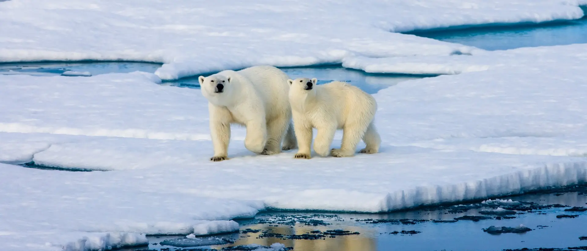 Svalbard Polar Bears