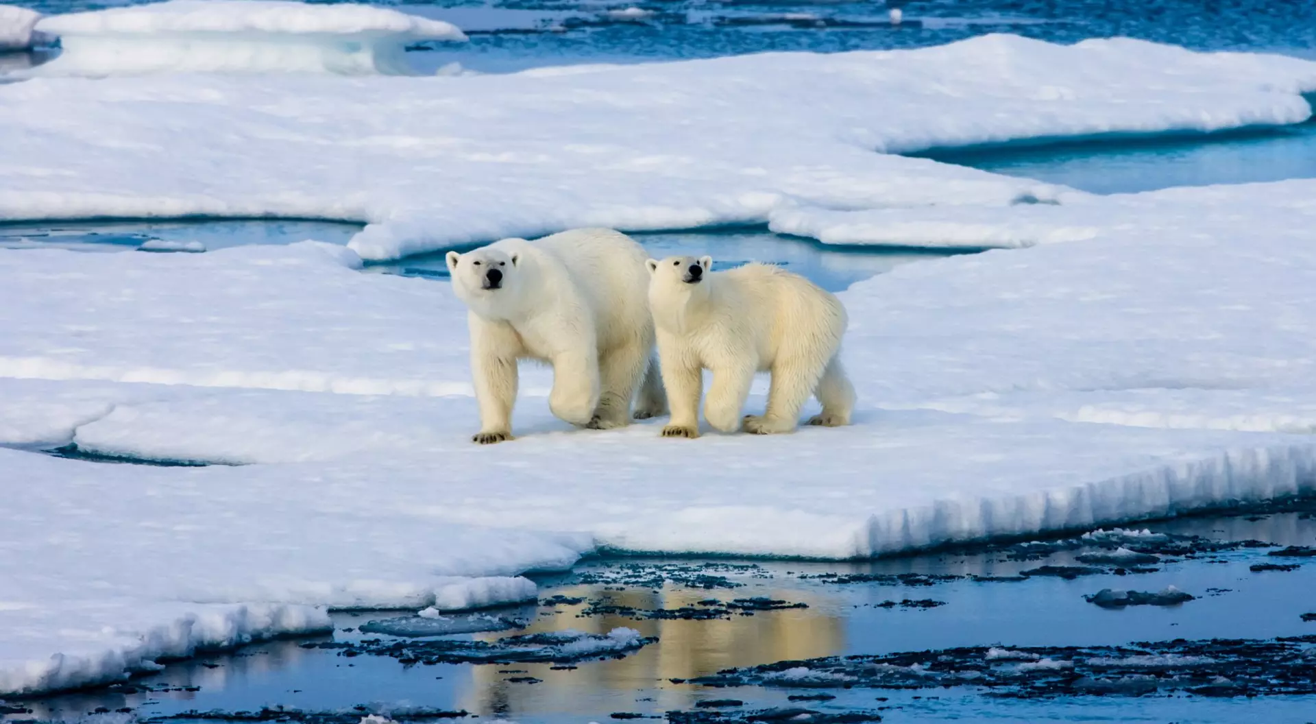 Svalbard Polar Bears