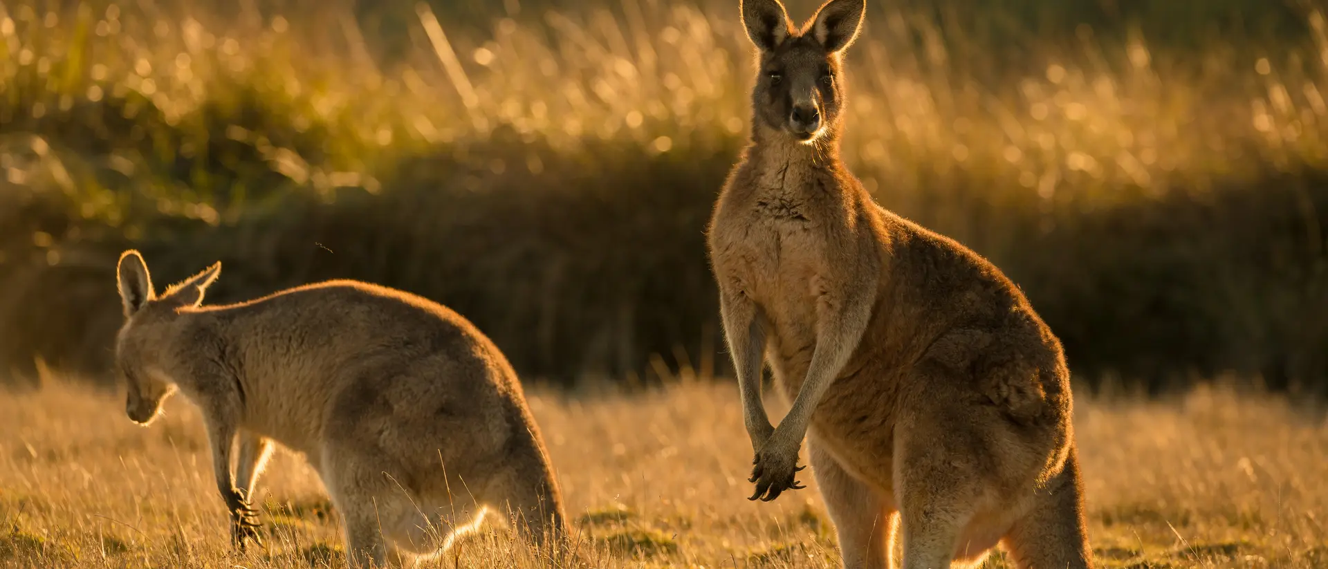 Australia Kangaroo in open field during a golden sunset