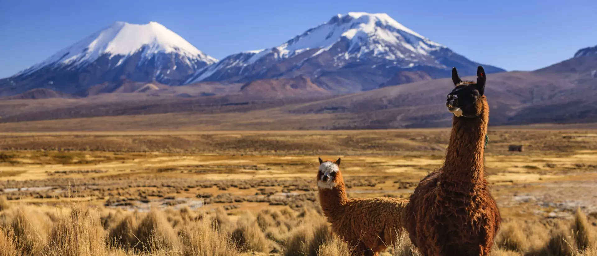Llama against Parinacota Volcano