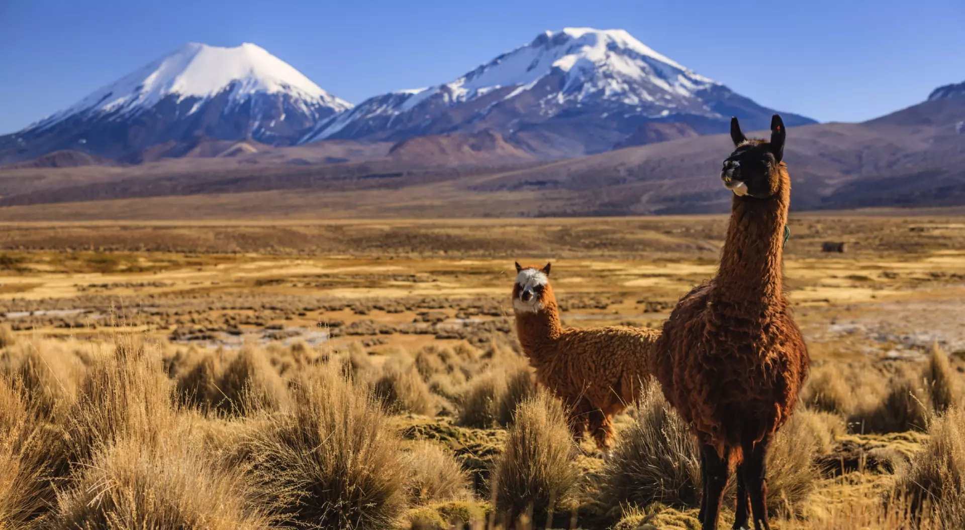 Llama against Parinacota Volcano