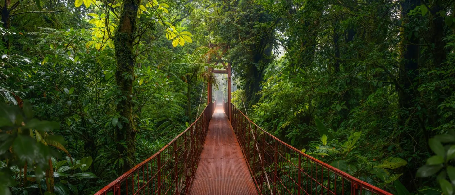 suspension bridge in the tropical rainforest