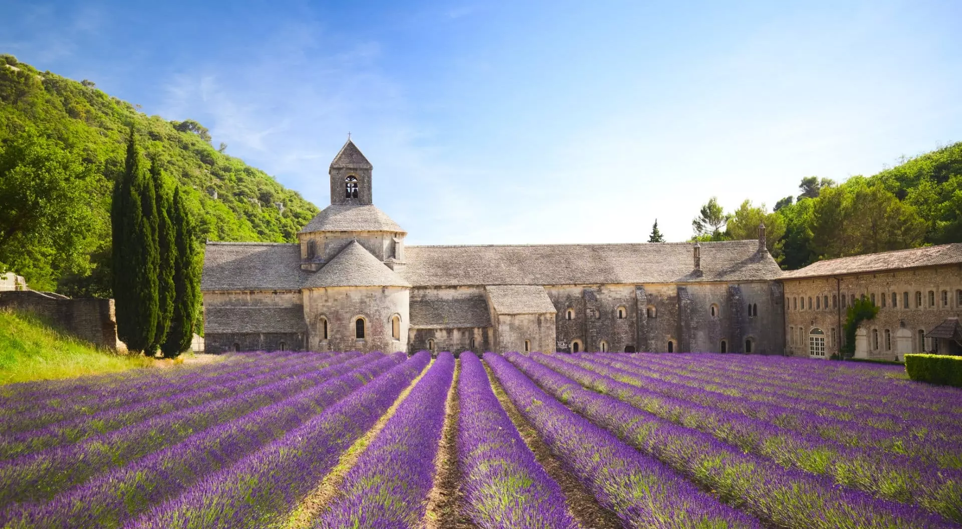 Senanque Abbey with blooming lavender field