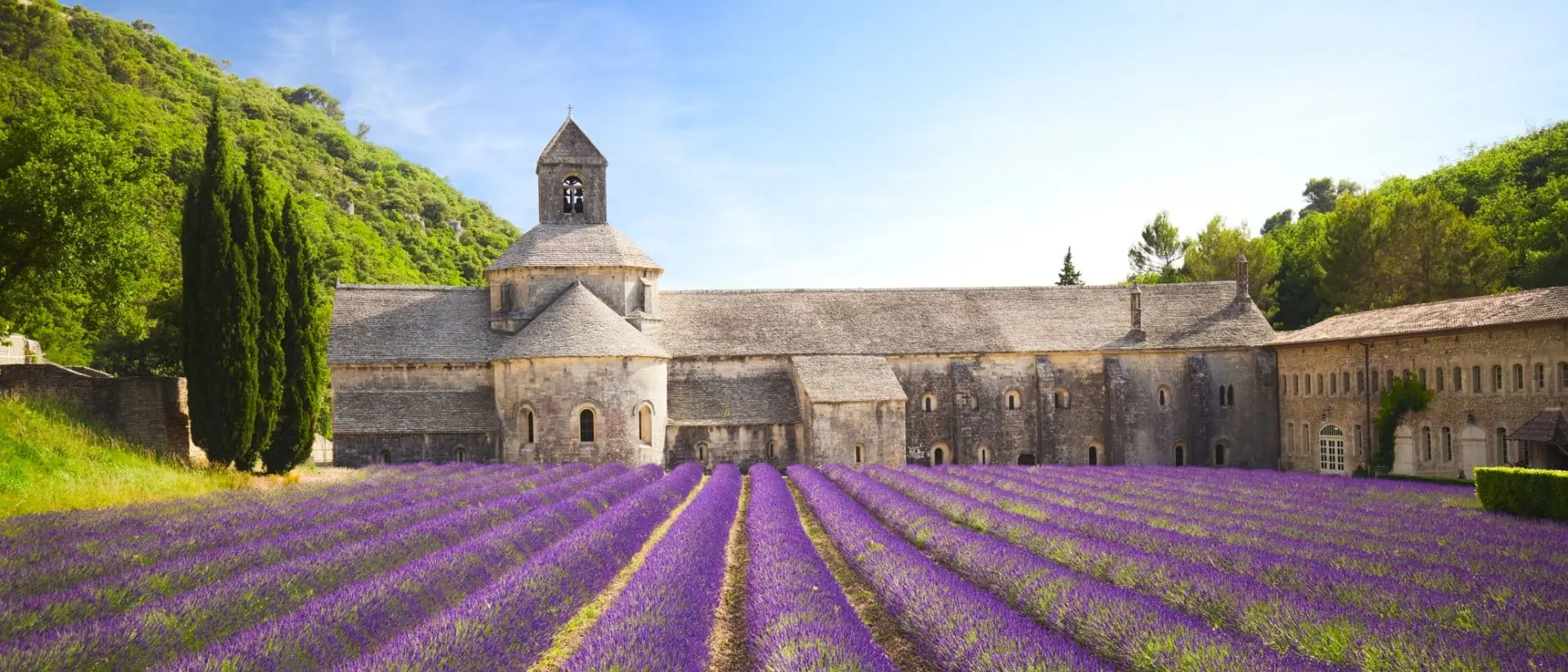 Senanque Abbey with blooming lavender field