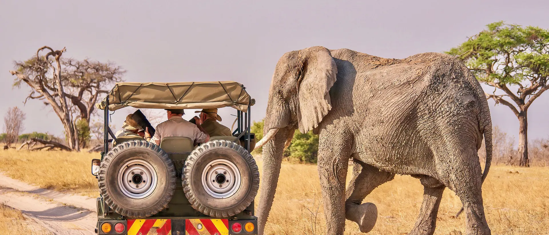 Elephants on Safari